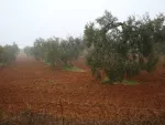Olivos en Umbrete. Fotografía posterior del entorno rural; no representa la observación de 1968.
