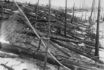 Árboles derribados en Tunguska fotografiados por una expedición posterior al suceso